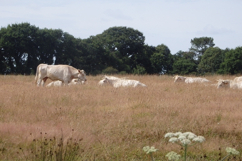vaches2_resized